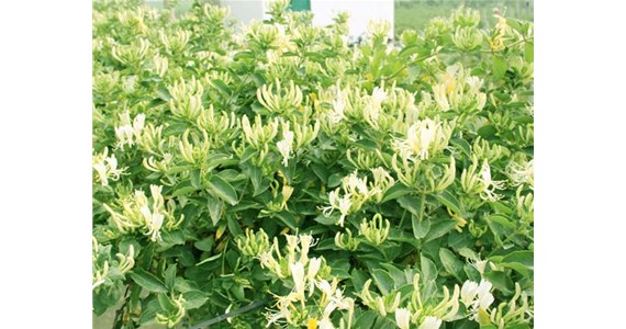 金銀花烘干機怎么使用才能烘干出上好的金銀花呢？